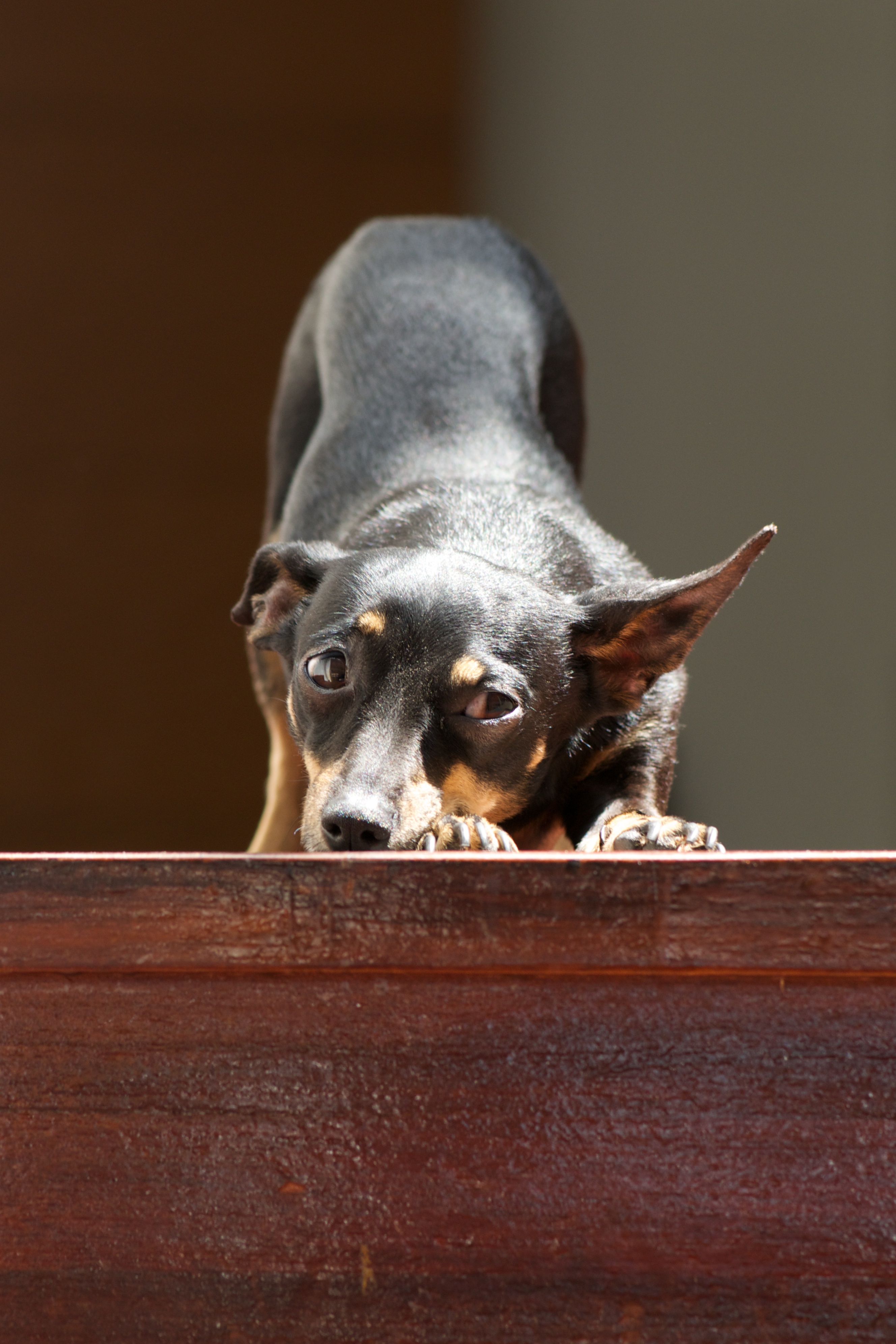 Sunlit dachshund stretching at top of stairs Nick Dale Private Tutor